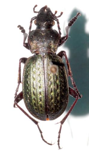 Carabus cristoforii